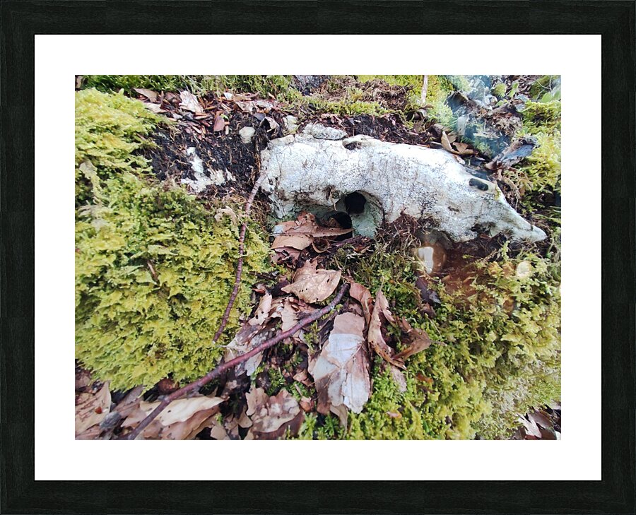 .trashed 1717284546 IMG 20240420 172757 Picture Frame print