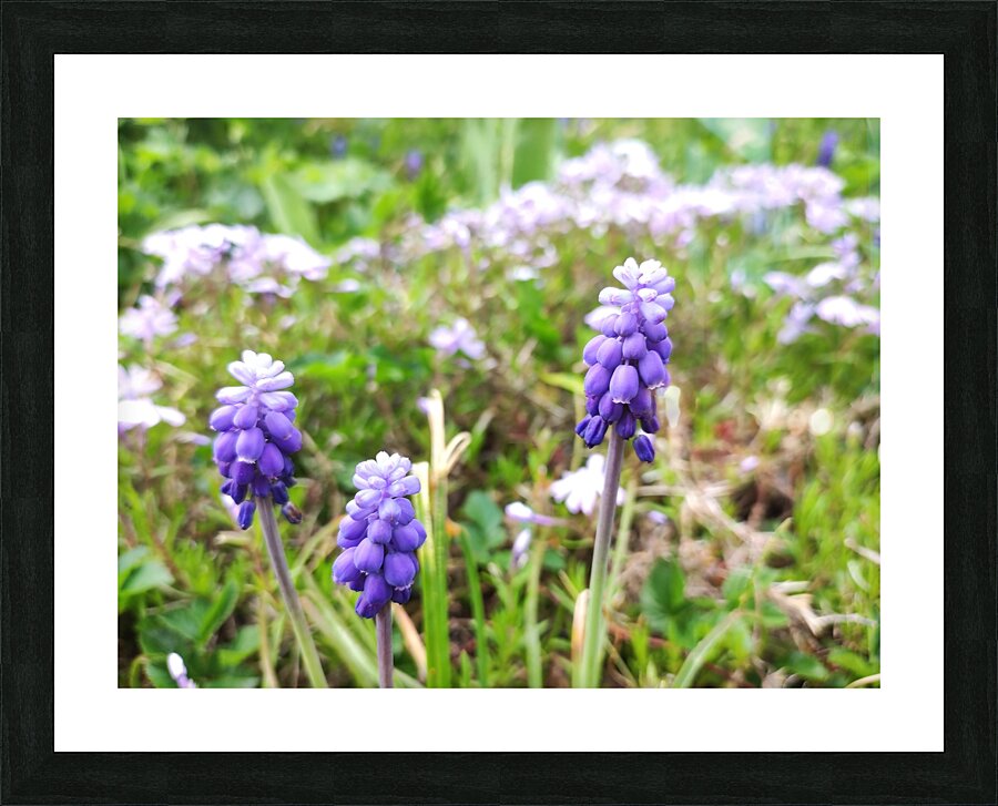 IMG 20240415 092828 Picture Frame print