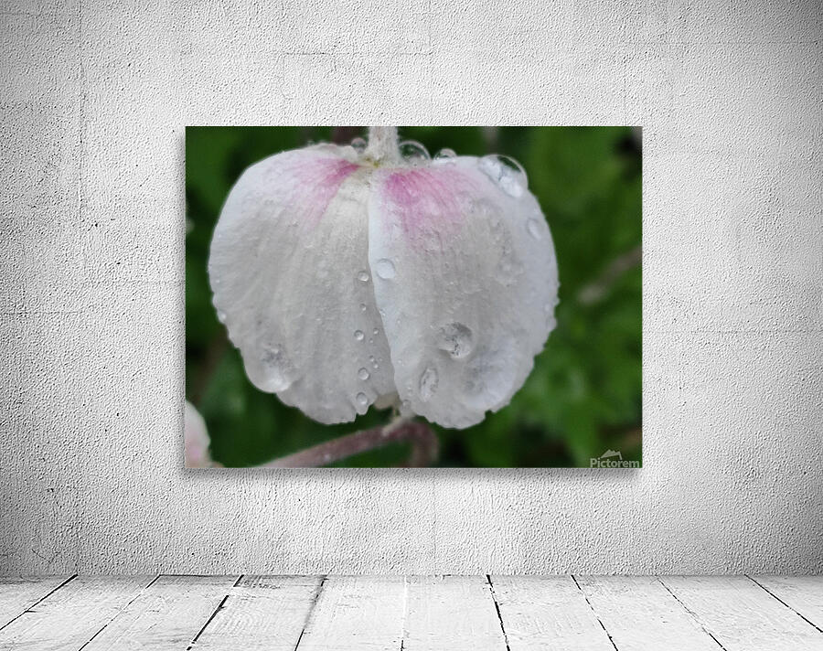 droponflowera Wall Preview