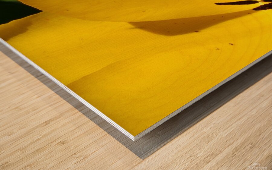 IMG 20240411 145209 Wood print