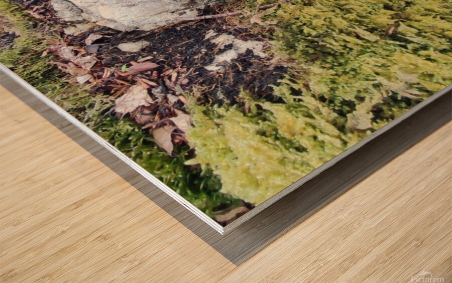 .trashed 1717284546 IMG 20240420 172757 Wood print