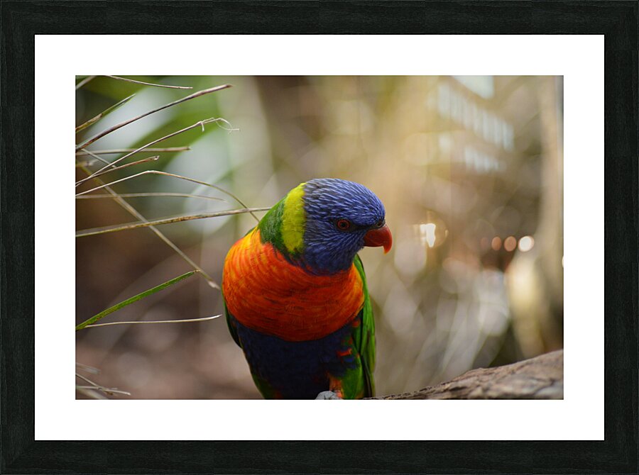 Portrait rainbow lorikeet Picture Frame print