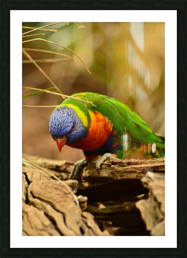 Rainbow lorikeet Picture Frame print
