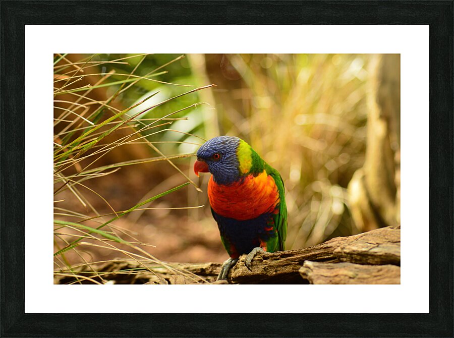 Intrigued parrot Picture Frame print