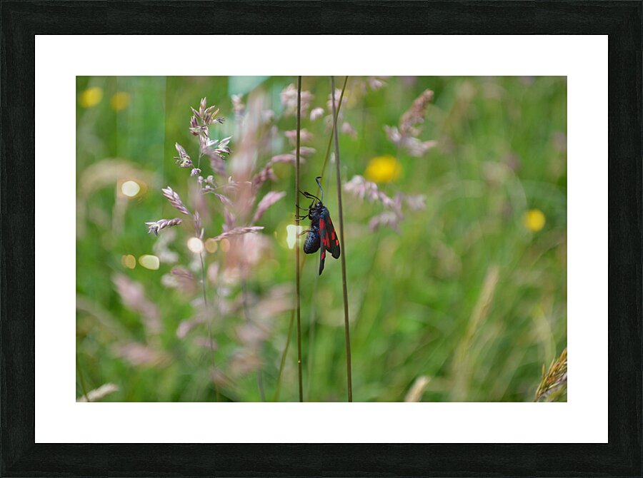 Papillon Picture Frame print