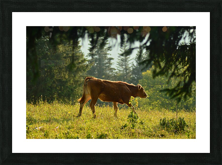 Broutard Picture Frame print