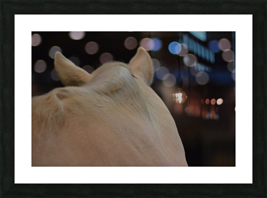 White horse Picture Frame print