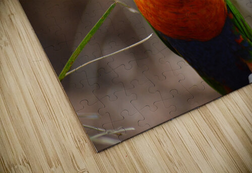 Portrait rainbow lorikeet Sarah Bayeul puzzle