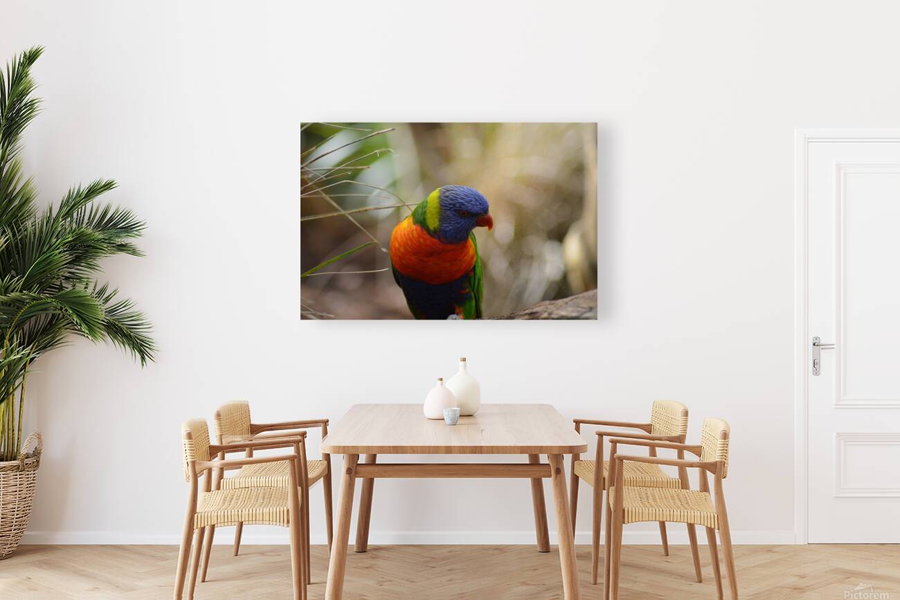 Portrait rainbow lorikeet Reproduction