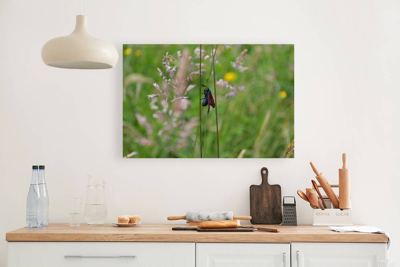 Papillon Reproduction