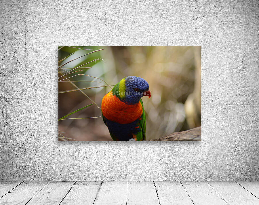 Portrait rainbow lorikeet Wall Preview