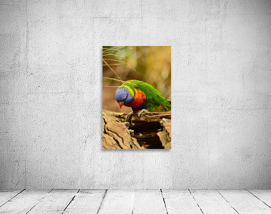 Rainbow lorikeet Wall Preview