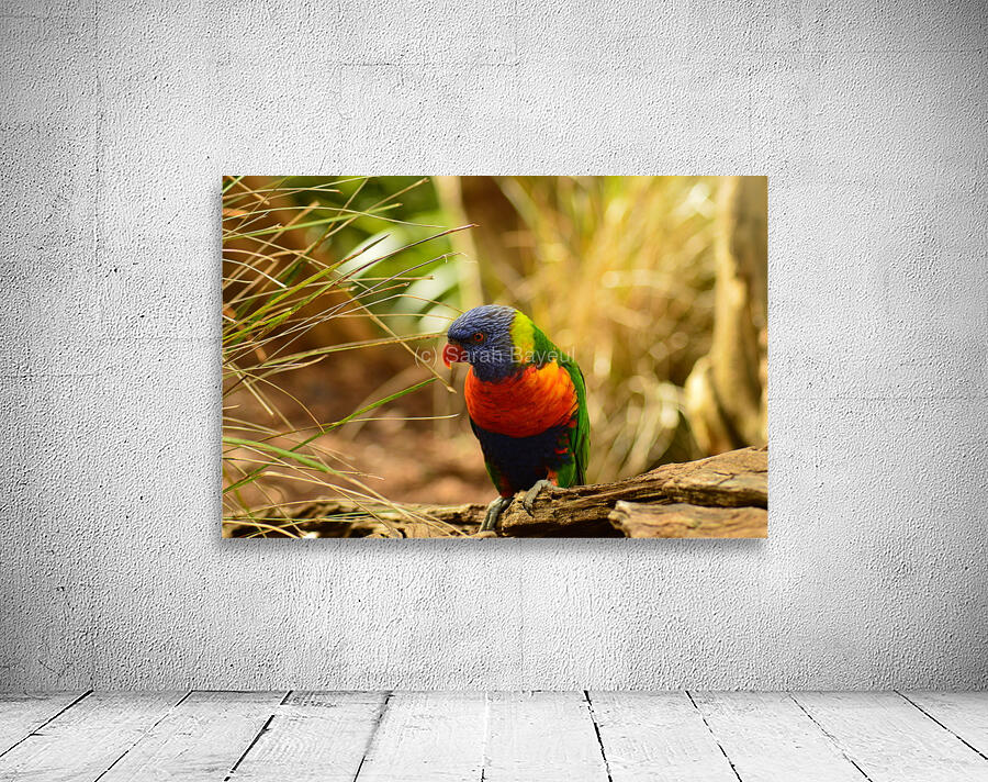 Intrigued parrot Wall Preview
