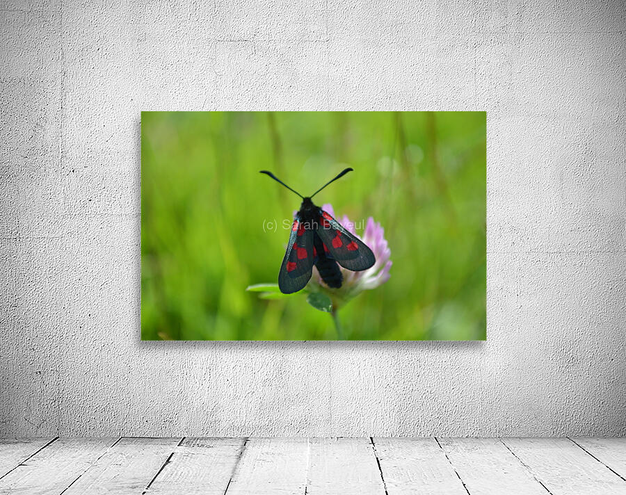 Butterfly Wall Preview