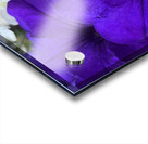 VioletPetunia Acrylic print