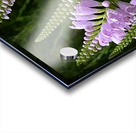 Physostegia2 Acrylic print