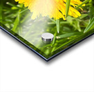 DandelionYellow Acrylic print