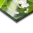 LilyOfTheValleyOrig Acrylic print