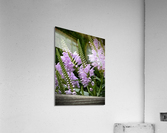Physostegia2 Acrylic Print