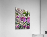 Fuchsia5 Acrylic Print