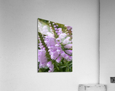 Physostegia Acrylic Print