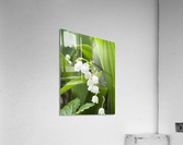 LilyOfTheValleyOrig Acrylic Print