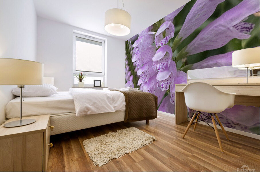 Physostegia Mural print
