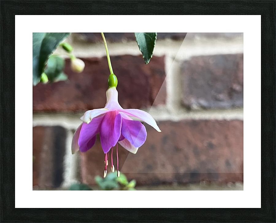Summertime Fuchsia Picture Frame print