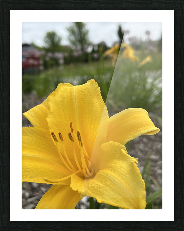 YellowDayLily2 Picture Frame print