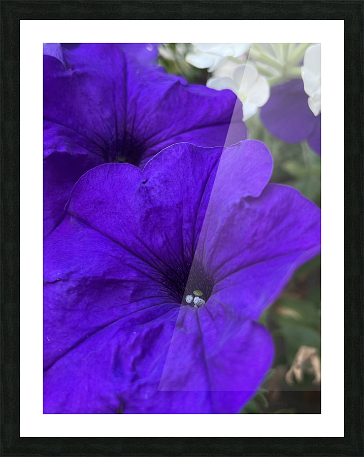 VioletPetunia Picture Frame print