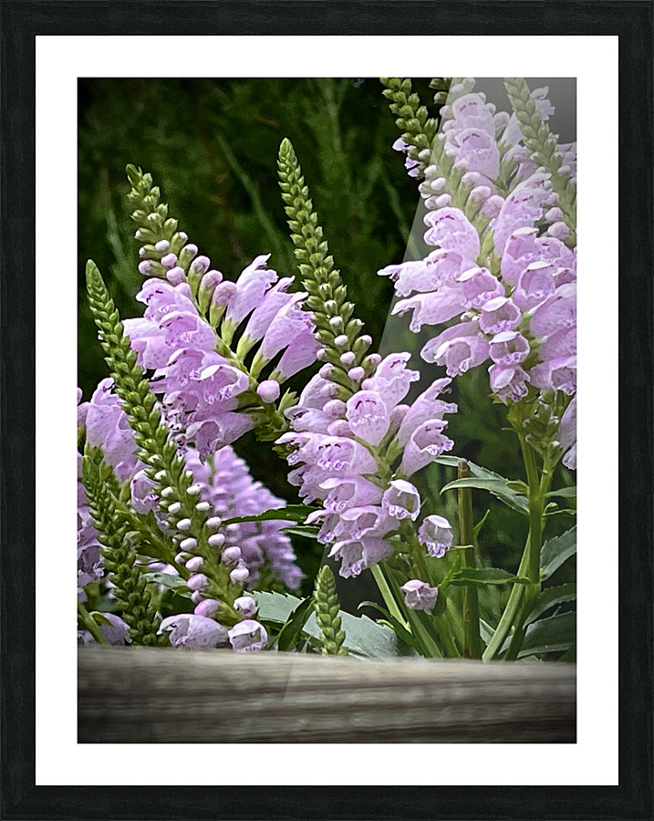 Physostegia2 Picture Frame print