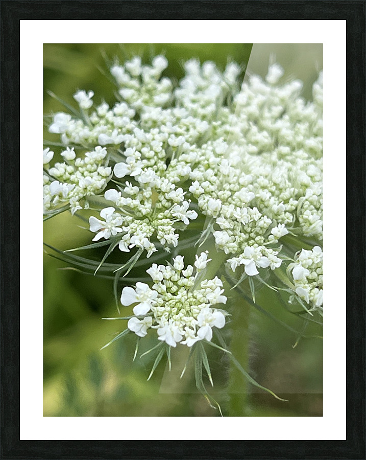 QueenAnnesLace Picture Frame print