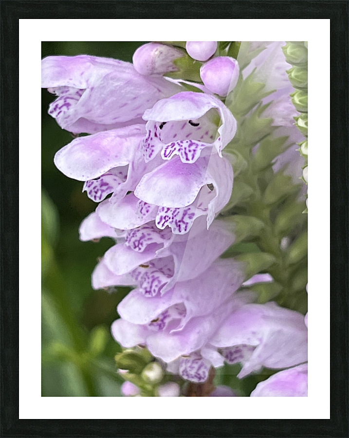 Physostegia3 Picture Frame print