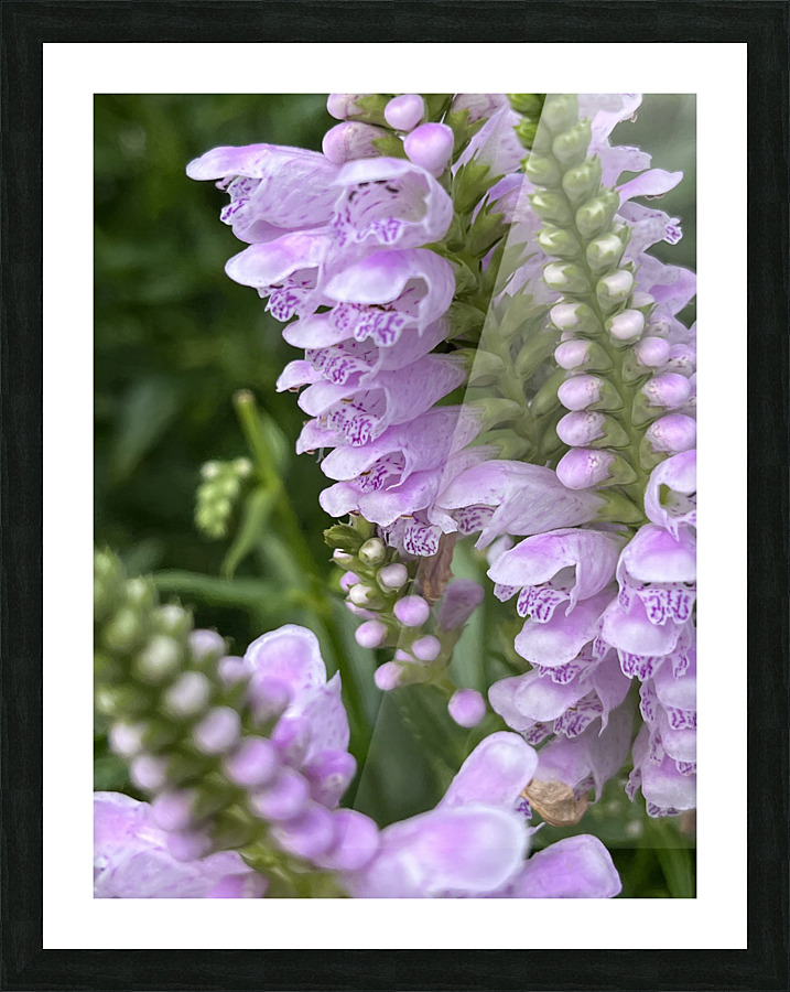 Physostegia4 Picture Frame print