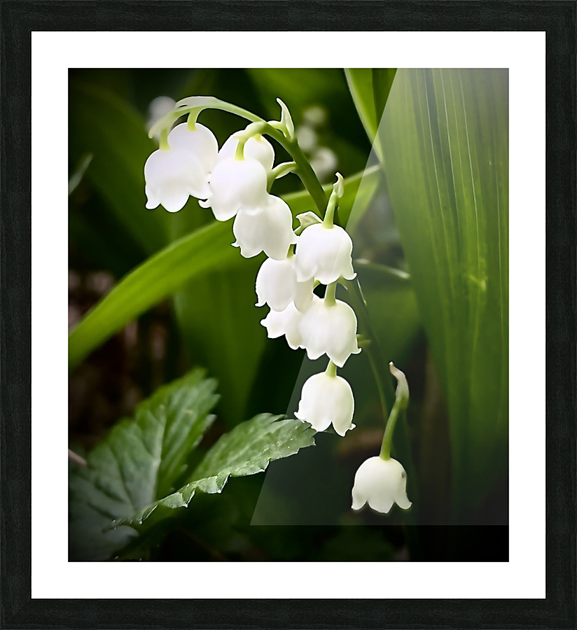 LilyOfTheValley Picture Frame print
