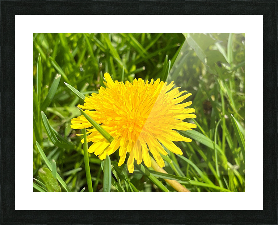 DandelionYellow Picture Frame print