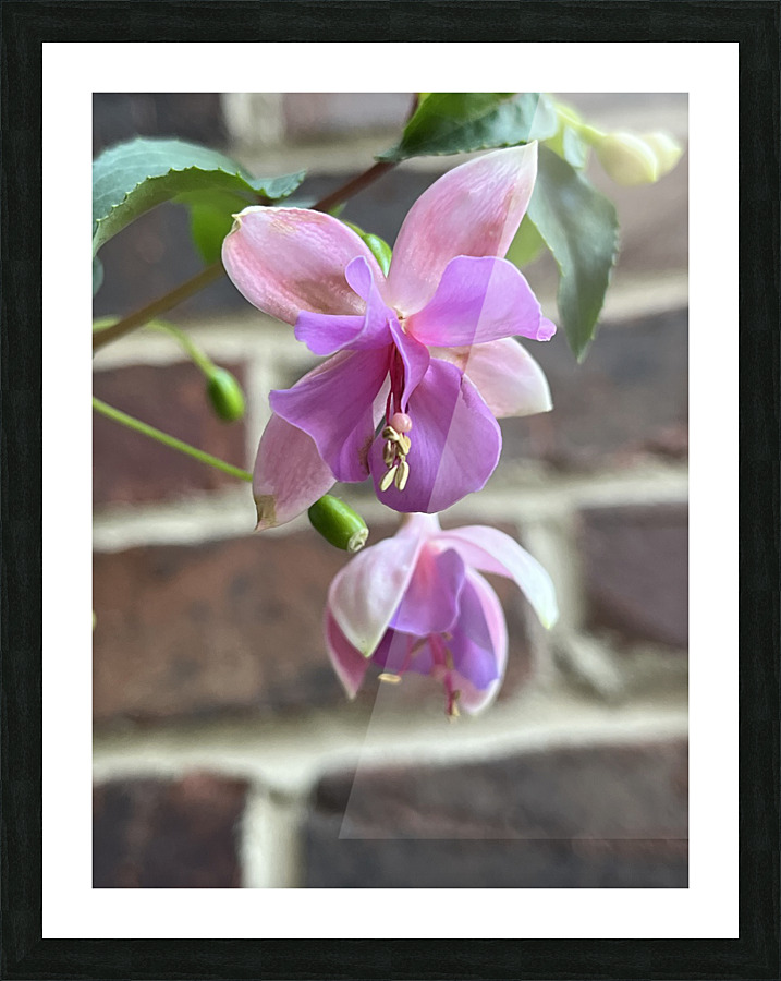 Fuchsia2 Picture Frame print
