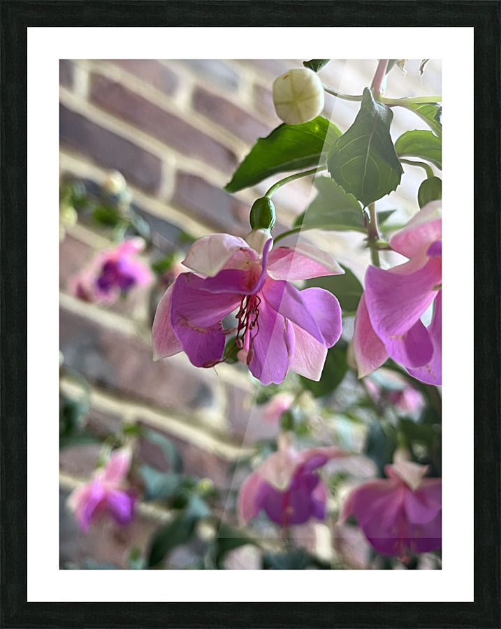 Fuchsia5 Picture Frame print