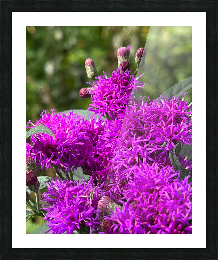 BloomingVernonia Picture Frame print