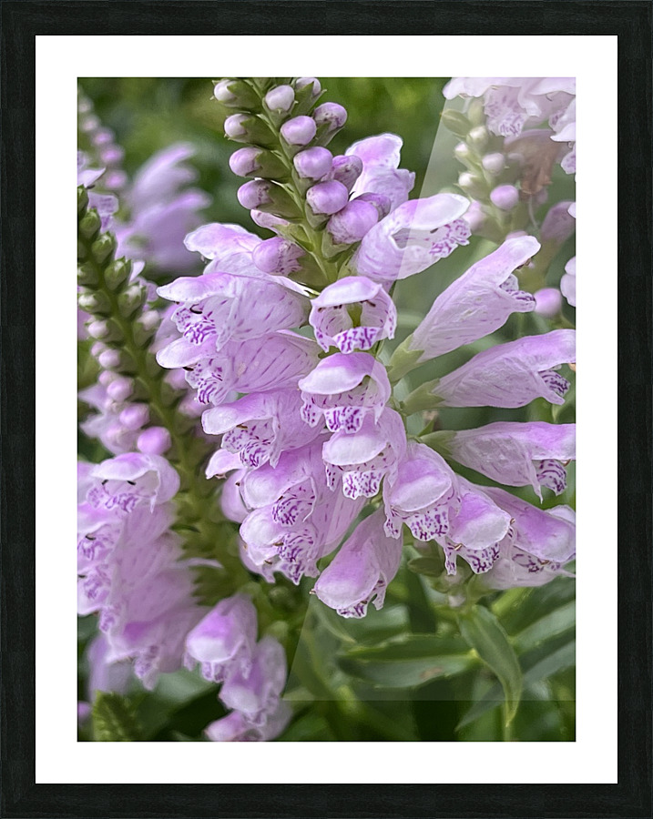 Physostegia Picture Frame print