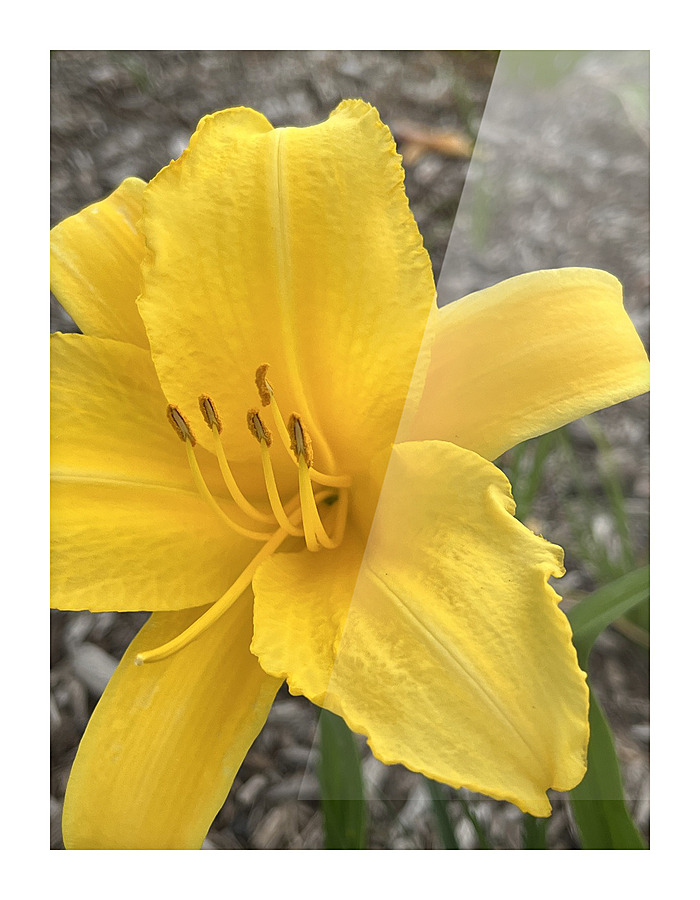 YellowDayLily Picture Frame print