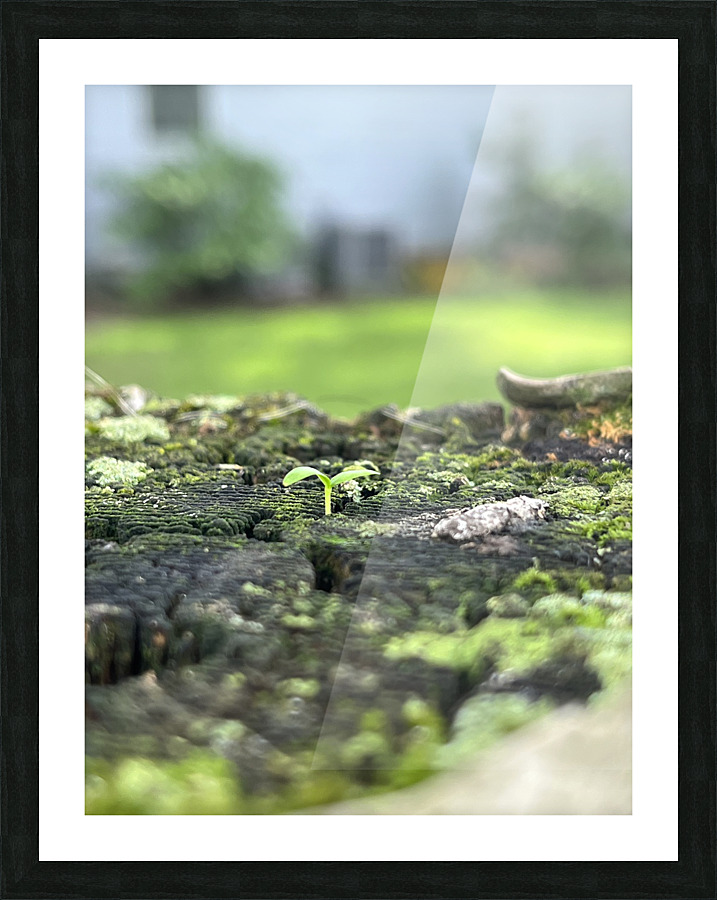 FreshSprout3 Picture Frame print