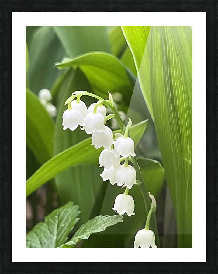 LilyOfTheValleyOrig Picture Frame print