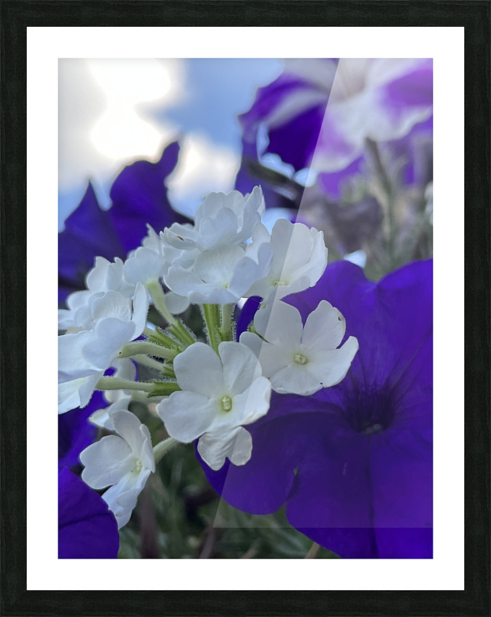 PhloxAndPetunia Picture Frame print