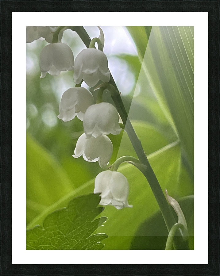 LilyoftheValley2 Picture Frame print
