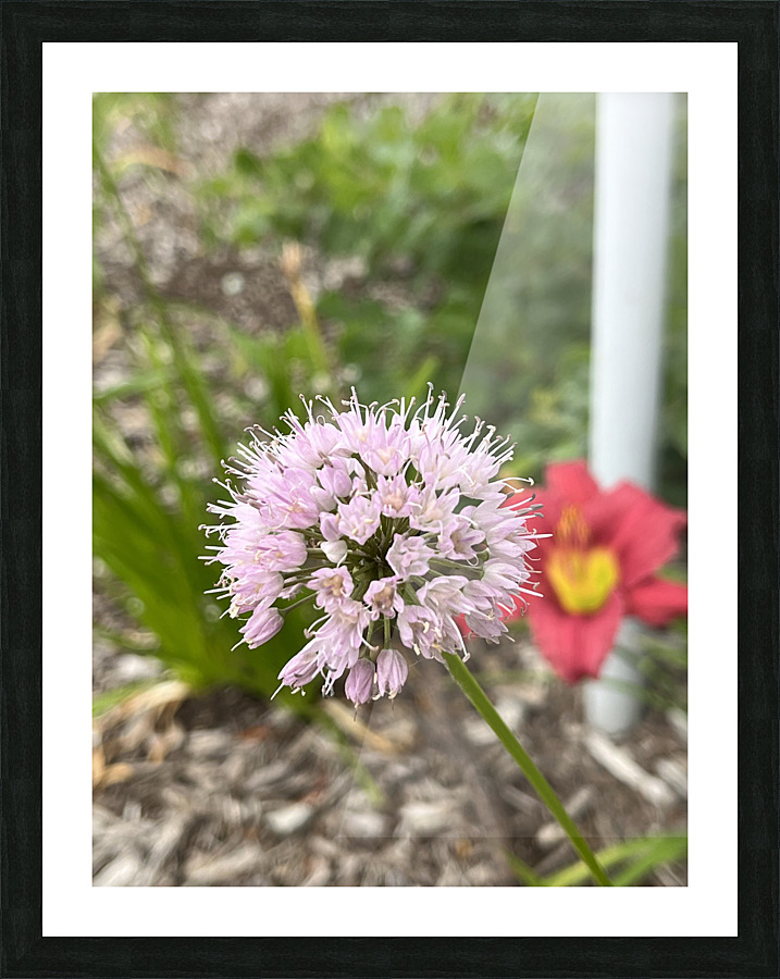 ChivesInBloom Picture Frame print
