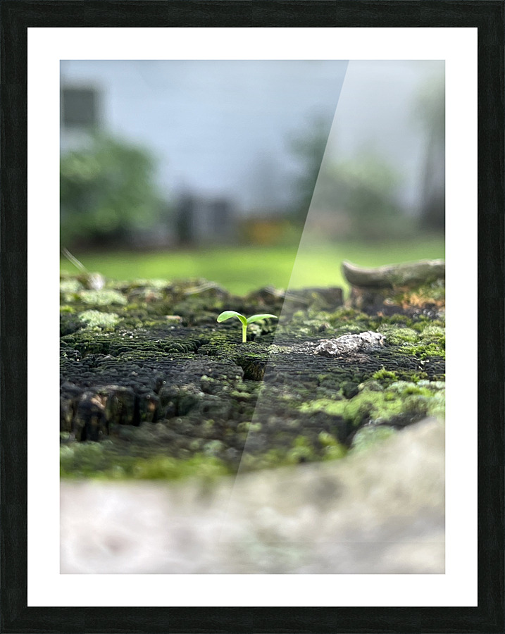FreshSprout2 Picture Frame print