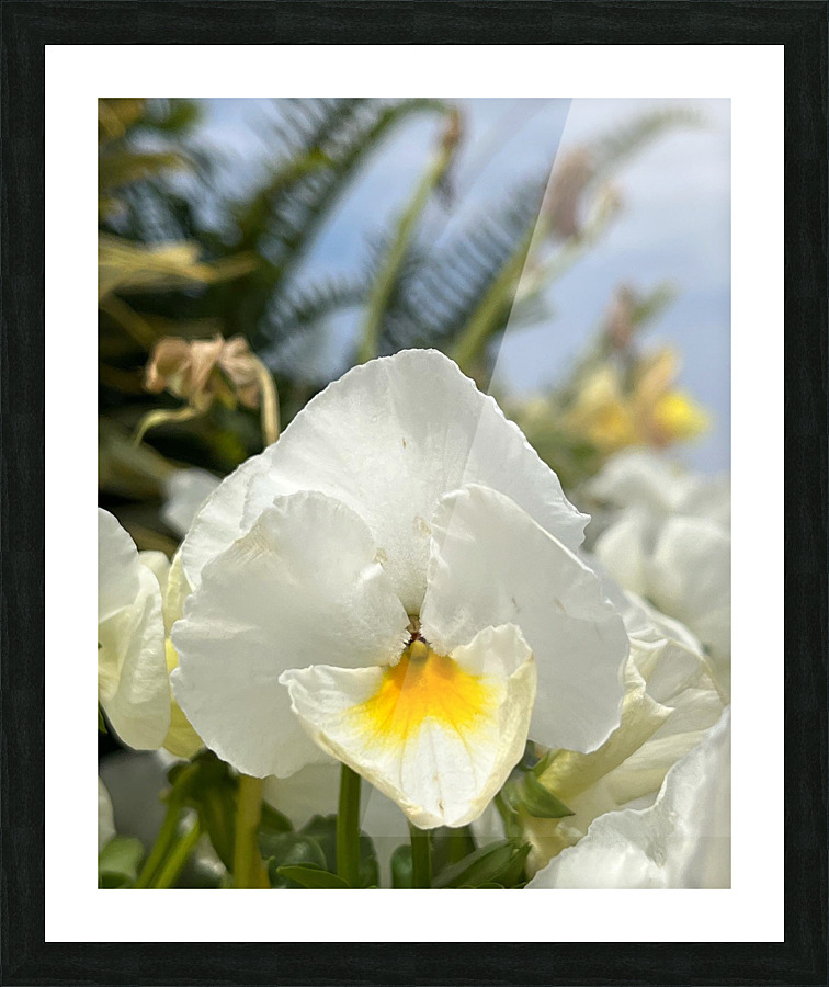 PansyInTheSun Picture Frame print