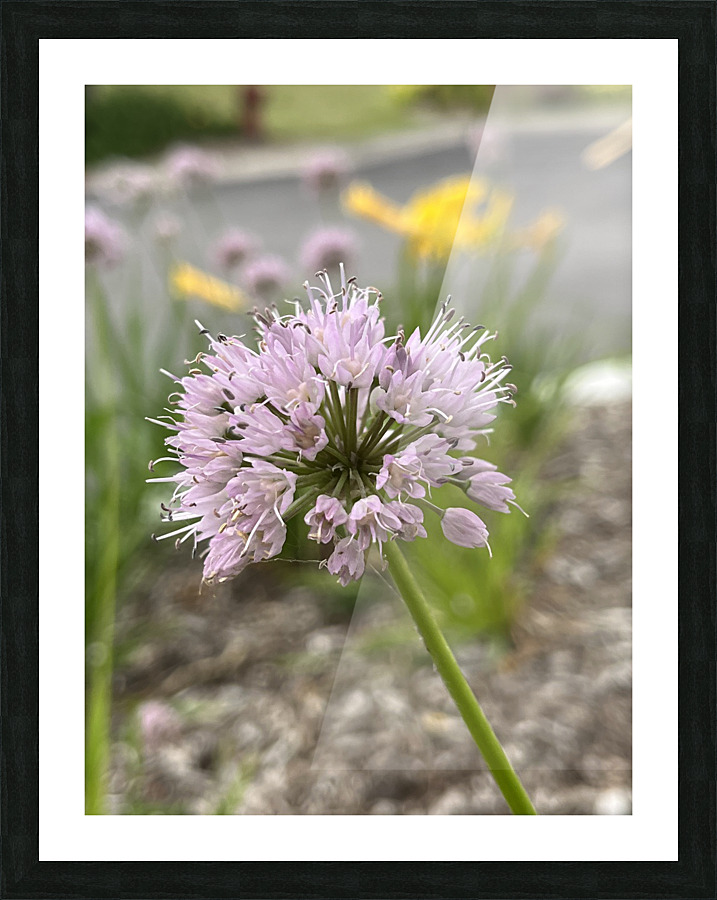 ChivesInBloom2 Picture Frame print
