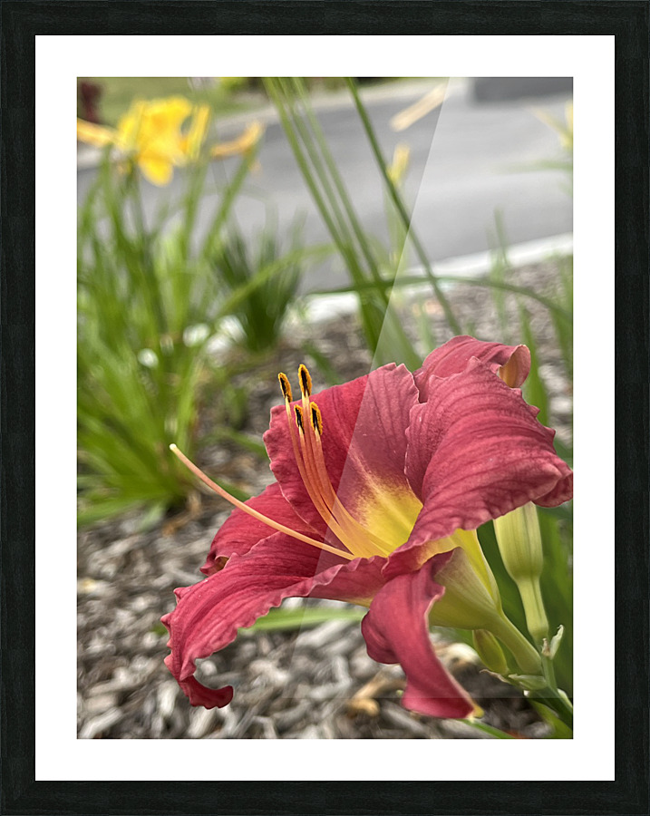 JerseyLilyRed Picture Frame print